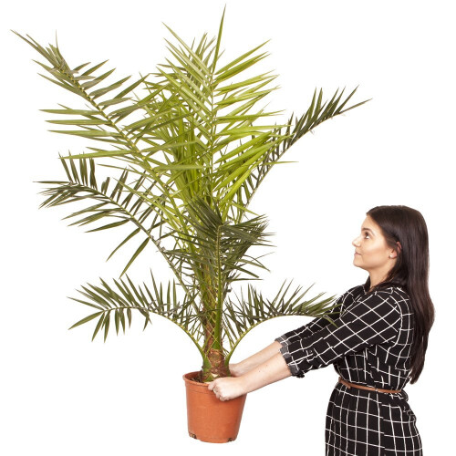 Phoenix Palm Trees Hardy Palm Pair of 60-80cm Tall | Thrives in the UK Weather