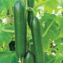 Premier Seeds Direct CUC15 Small Cucumber Beth Alpha Finest Seeds (Pack of 60)