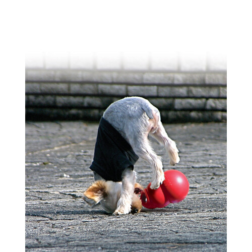 KONG KONG Bounzer Dog Toy, Medium, Red 2