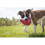 KONG KONG Flyer - Tough Dog Toy - Durable Rubber Flying Disc Dog Toy - Outdoor Dog Toy for Fetch - Dog Chase Toy - Large Dogs 3