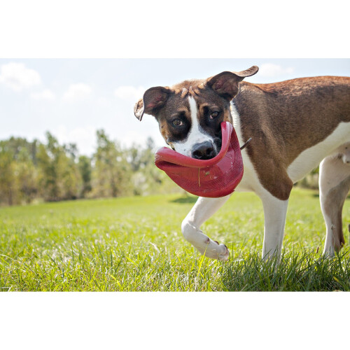 KONG KONG Flyer - Tough Dog Toy - Durable Rubber Flying Disc Dog Toy - Outdoor Dog Toy for Fetch - Dog Chase Toy - Large Dogs 2