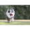 KONG KONG Classic Dog Toy - Large, Red 7