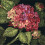 Dimensions Needlepoint Kit 14"X14"-Hydrangea Bloom Stitched In Wool 1