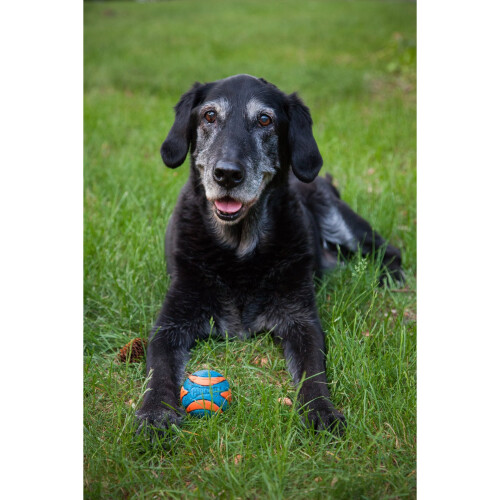 Chuckit! Chuckit Ultra Squeaker Ball Medium 1-pack 2