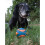 Chuckit! Chuckit Ultra Squeaker Ball Medium 1-pack 2