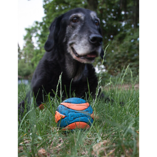 Chuckit! Chuckit Ultra Squeaker Ball Medium 1-pack 1