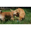 Chuckit! Chuckit Ultra Squeaker Ball Medium 1-pack 4
