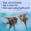 API AQUARIAN Complete Nutrition, Tropical Fish Food Flakes, 50g Container 5