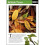 British Trees: The Instant Guide (Instant Guides) 1