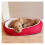 Rosewood 40 Winks Orthopedic Bed Red 66cm (26'') 1