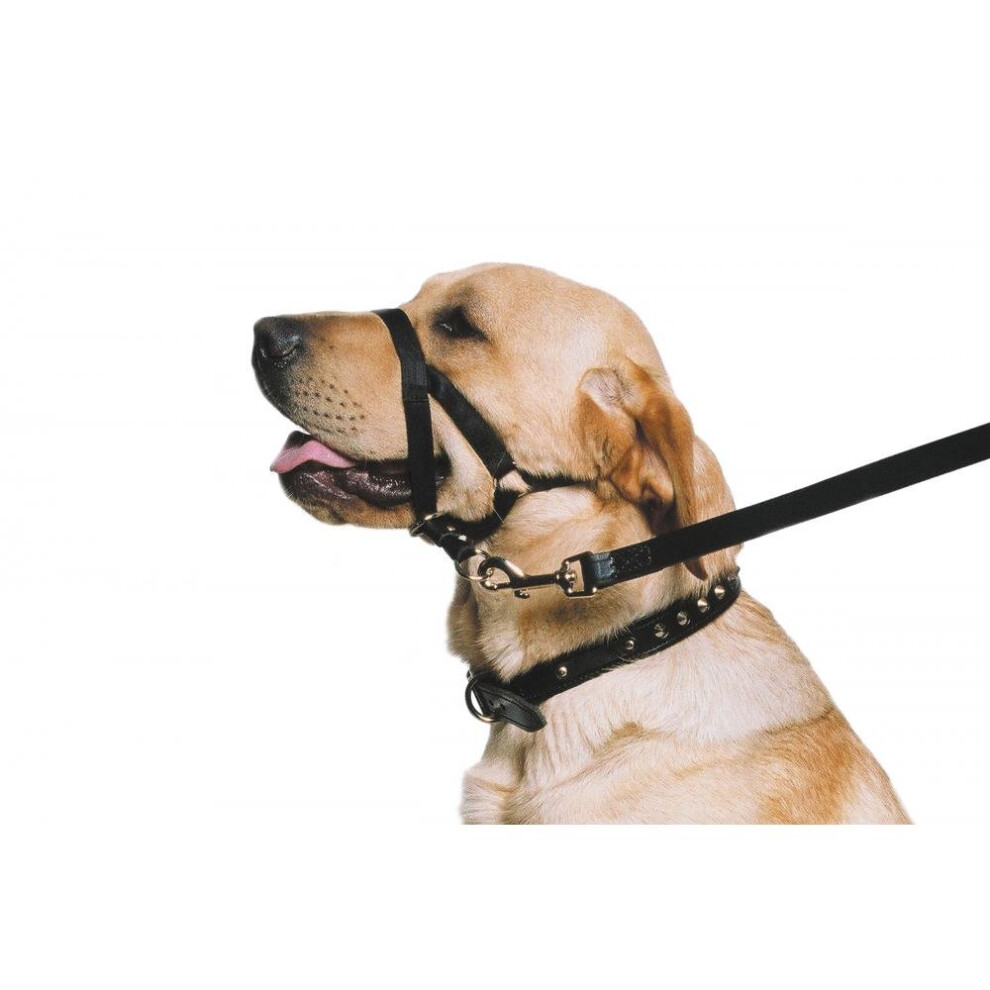 Nylon Training Halter Black Large Sz 5-6
