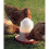 Savic Aviary Feeder  Red/transparent 1 Litre 16.5x15cm 1