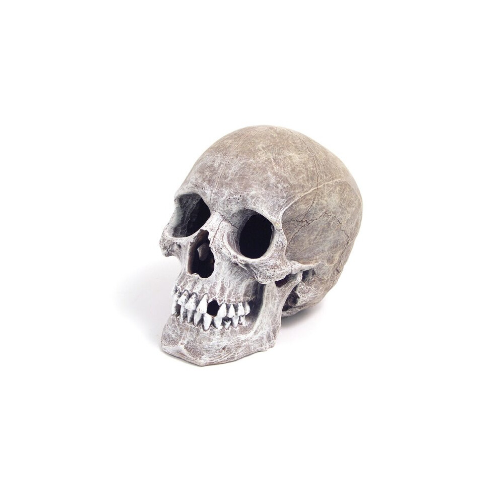 Blue Ribbon Ornament Life-like Human Skull 11 X17 X14cm