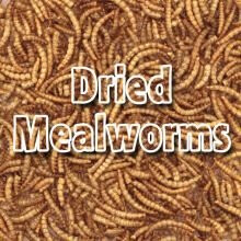 Supa Dried Mealworms (5kg)