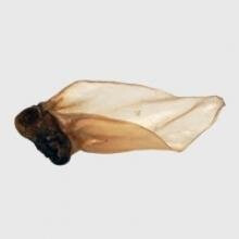 Buffalo Ear&meat Large (50pcs) (Pack of 50)
