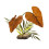 Komodo Rainforest Canopy Plant 38cm 1