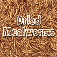 Bulk Dried Mealworms 10kg