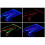 John Adams John Adams 10447 Glowpad 7