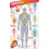 DKfindout! Human Body Poster 1
