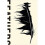 Feathers: The Evolution of a Natural Miracle 1