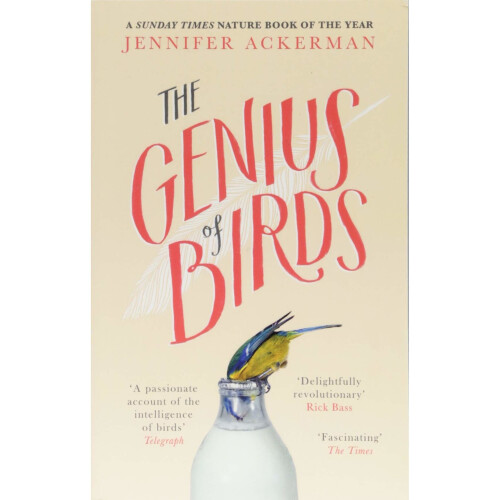 Corsair The Genius of Birds