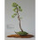 Literati Style Penjing: Chinese Bonsai Masterworks 5