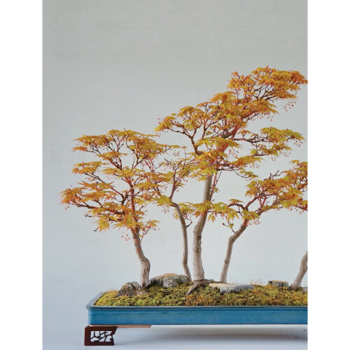 Literati Style Penjing: Chinese Bonsai Masterworks 2