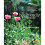 The Bee-Friendly Garden 2