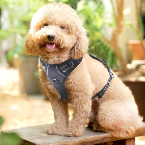 Rabbitgoo No Pull Dog Harness Small, Front Loading Pet Vest Harness with Handle Strong Adjustable Dog Padded Harness Reflective Mesh Lightweight... 1