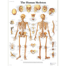 3B Scientific Human Anatomy - The Human Skeleton Chart, Laminated Version
