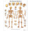 3B Scientific Human Anatomy - The Human Skeleton Chart, Laminated Version 1