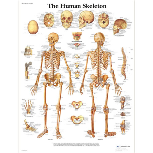 3B Scientific Human Anatomy - The Human Skeleton Chart, Laminated Version