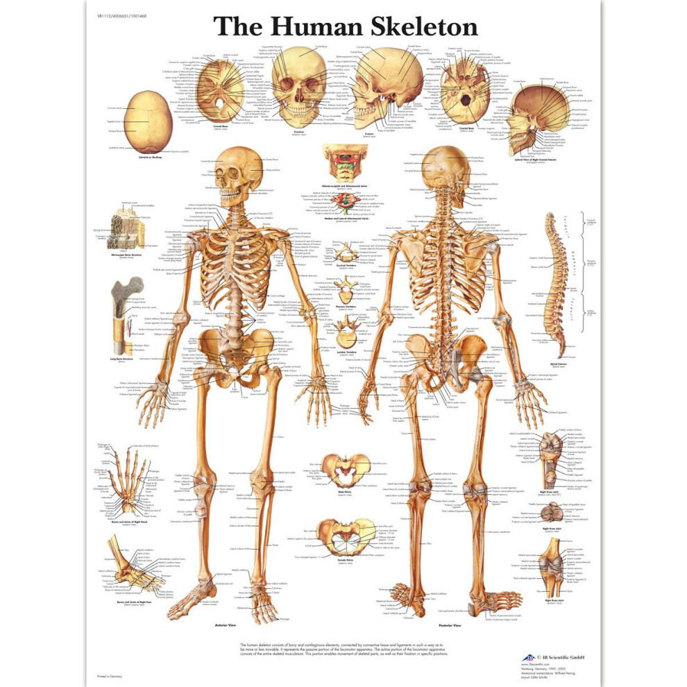 3B Scientific Human Anatomy - The Human Skeleton Chart, Laminated Version