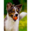 Chuckit! Chuckit Ultra Ball XL 1-Pack 2