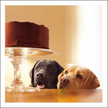 Woodmansterne Blank / Birthday Card - Two Labradors - Forbidden Treasure