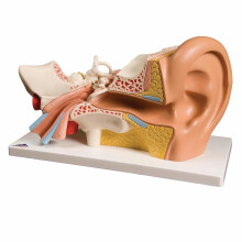 3B Scientific Human Anatomy - Ear Model, 3 Times Life Size, 4 Part
