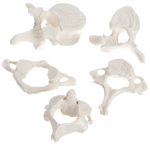 3B Scientific Human Anatomy - 5 Vertebrae Models