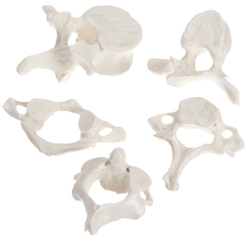3B Scientific Human Anatomy - 5 Vertebrae Models