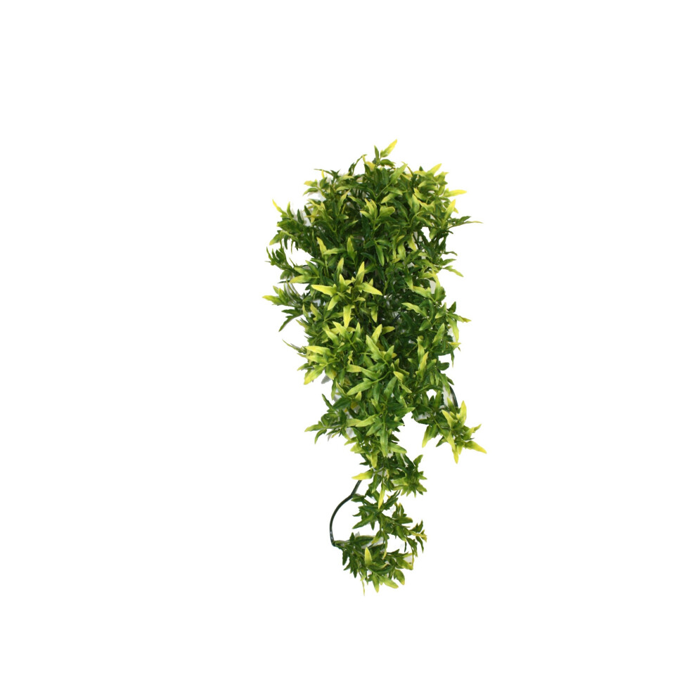 New Komodo Croton Plant, 40 Cm C-82530