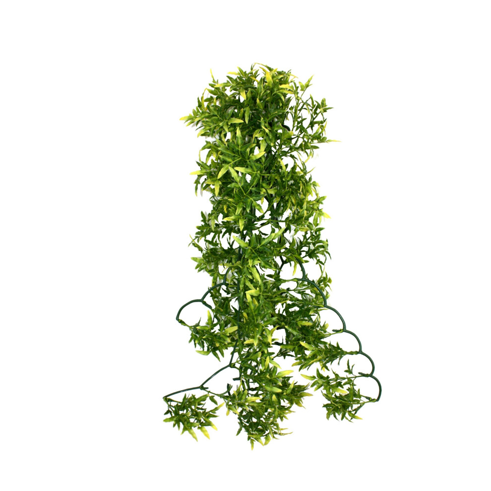 Komodo Croton Plant, 60 cm