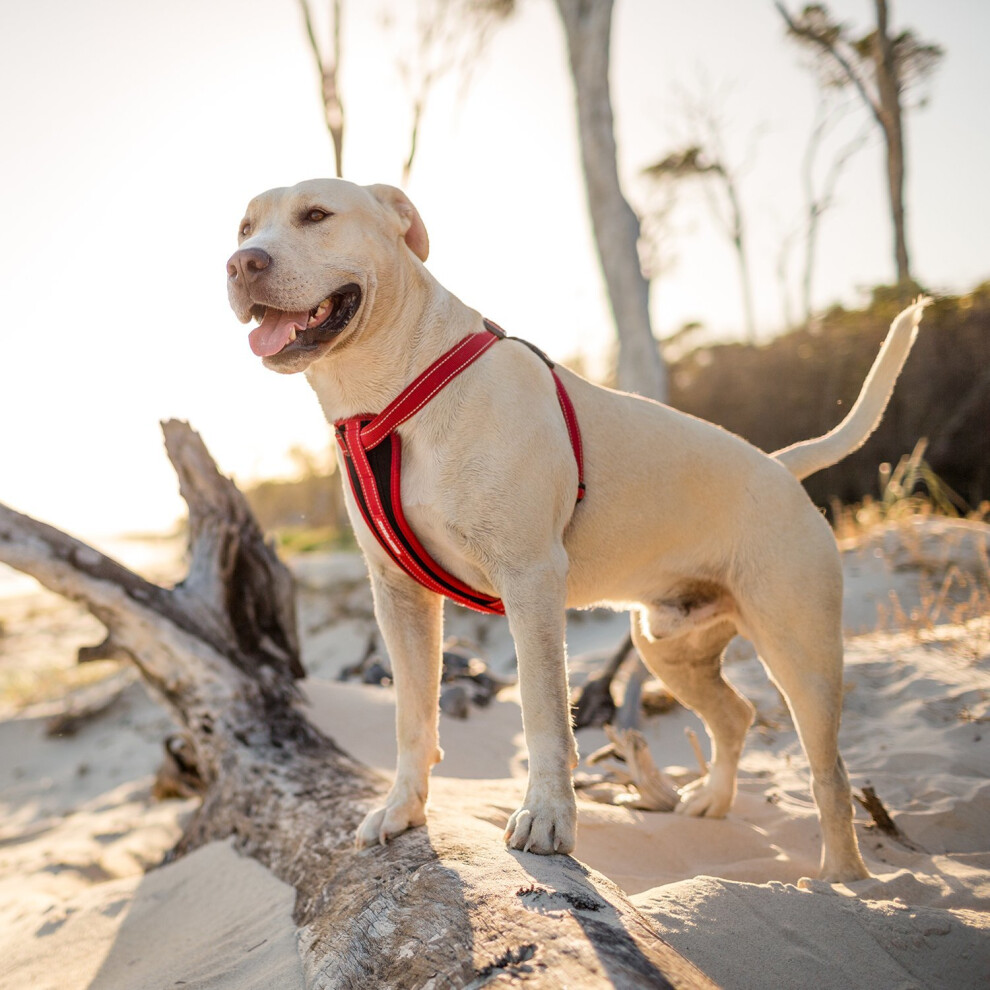 EzyDog Classic Chest Plate Harness, Medium, Blaze Orange