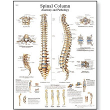 3B Scientific Human Anatomy - Spinal Column Chart, Paper Version