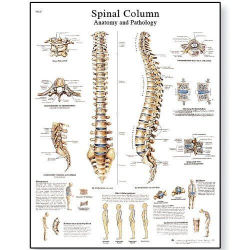 3B Scientific Human Anatomy - Spinal Column Chart, Paper Version