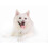 Wahl Wahl Diamond White Pet Shampoo 250 ml ZX609, 2-Pack 2
