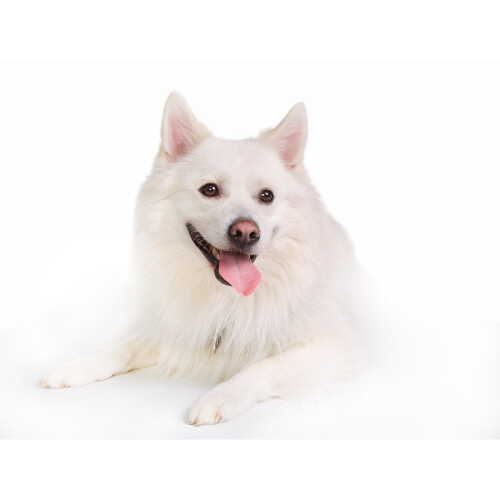 Wahl Wahl Diamond White Pet Shampoo 250 ml ZX609, 2-Pack 1