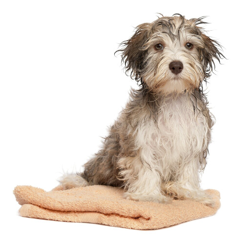 Wahl Wahl Diamond White Pet Shampoo 250 ml ZX609, 2-Pack 2