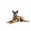 Julius-K9 16IDC-B-2 IDC Powerharness, Dog Harness, Size 2, Blue 5