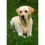 Skinners Skinner's Field and Trial Maintenance, 15 kg 6