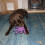 Tuffy Tuffy Junior Gear Ring 8
