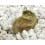 Lucky Reptile HR-2 HatchRite, 2 Litre 4